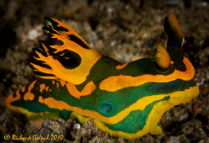 Tambja Gabrielae-Lembeh by Richard Goluch 